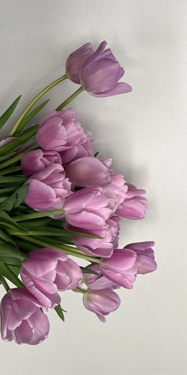 Những hình nền điện thoại hoa tulip cute - Hình số 7