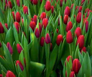 Những hình nền điện thoại hoa tulip cute - Hình số 9