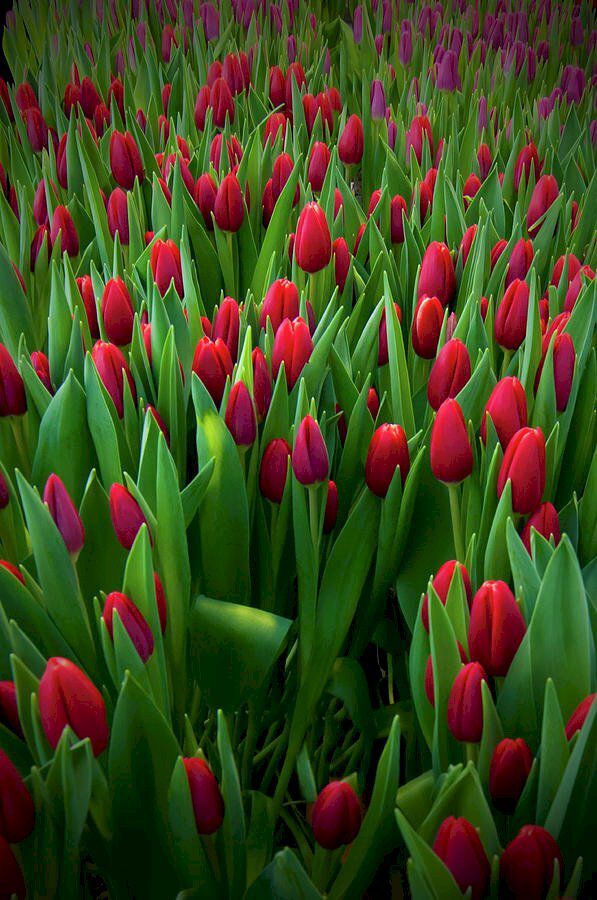Những hình nền điện thoại hoa tulip cute - Hình số 9