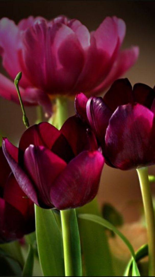 Những hình nền điện thoại hoa tulip đẹp - Hình số 10