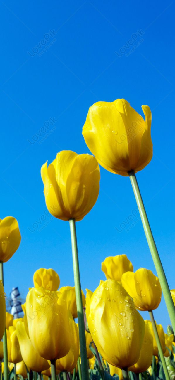 Những hình nền điện thoại hoa tulip đẹp - Hình số 2