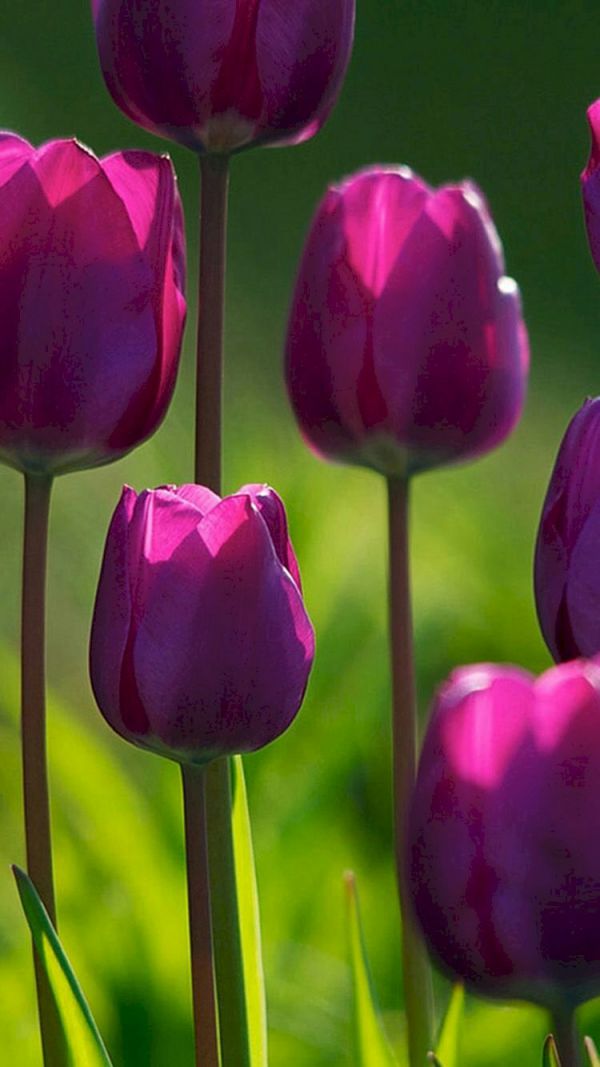 Những hình nền điện thoại hoa tulip đẹp - Hình số 3