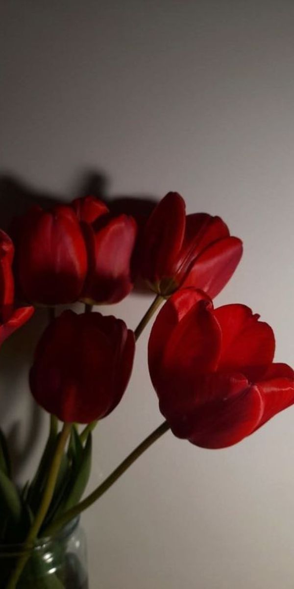 Những hình nền điện thoại hoa tulip đẹp - Hình số 4