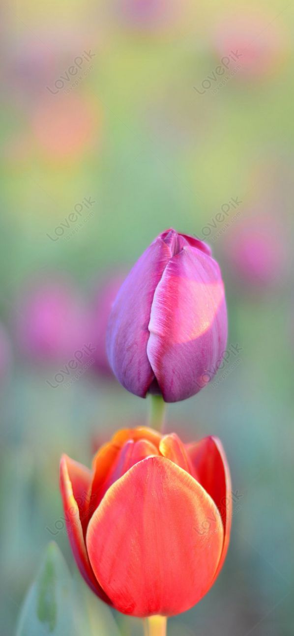 Những hình nền điện thoại hoa tulip đẹp - Hình số 6