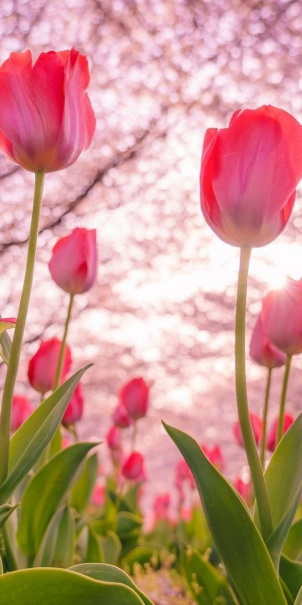 Những hình nền điện thoại hoa tulip đẹp - Hình số 7