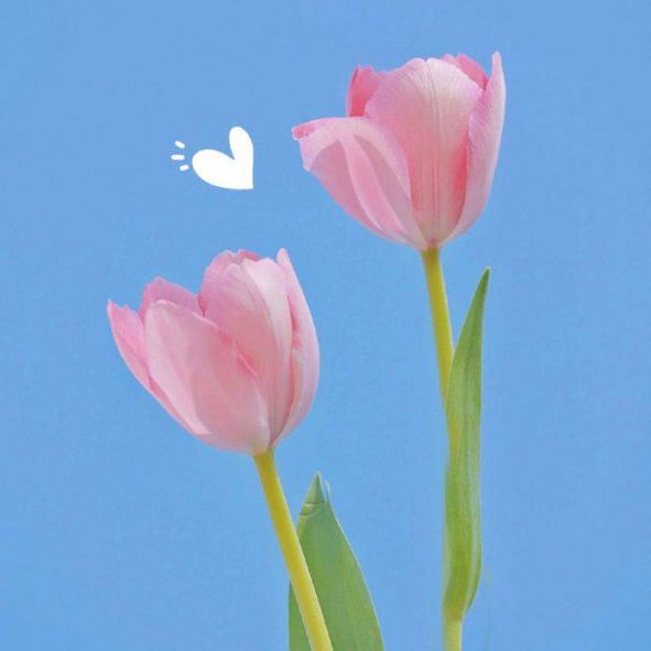 Những hình nền điện thoại hoa tulip đẹp - Hình số 9