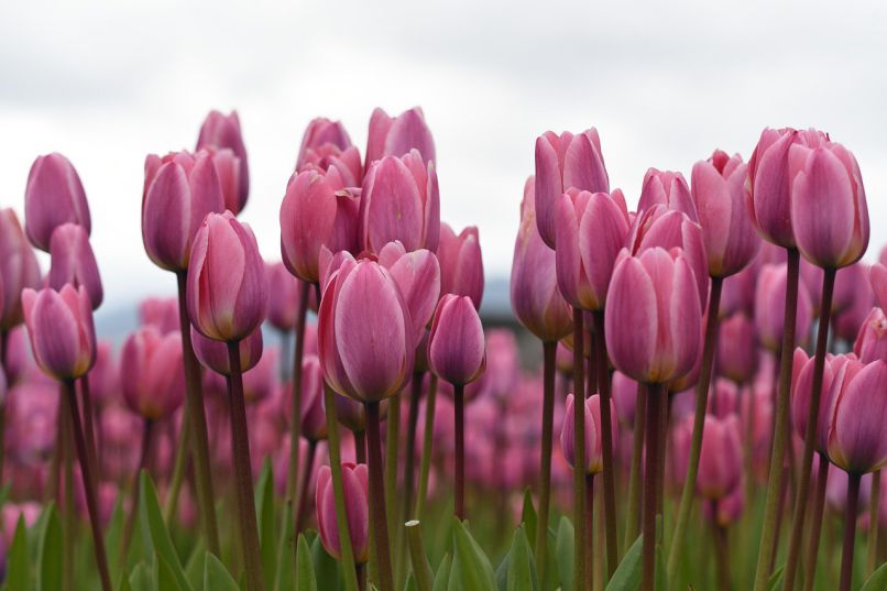 Những hình nền hoa tulip tím nhạt - Hình số 10