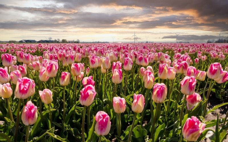 Những hình nền hoa tulip tím nhạt - Hình số 2