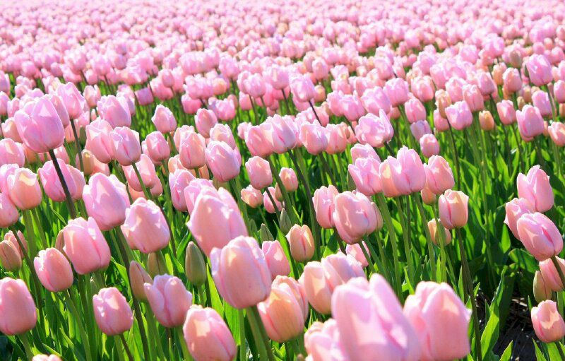 Những hình nền hoa tulip tím nhạt - Hình số 3