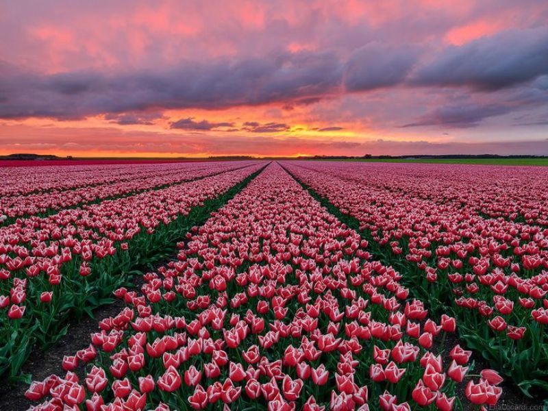 Những hình nền hoa tulip tím nhạt - Hình số 4