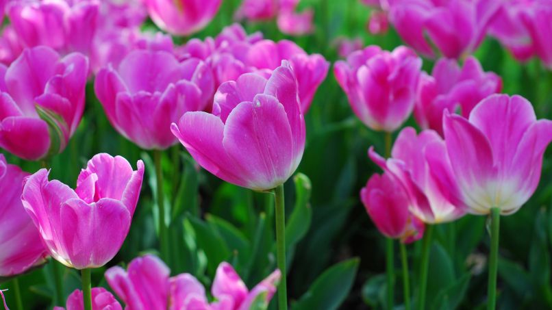 Những hình nền hoa tulip tím nhạt - Hình số 6