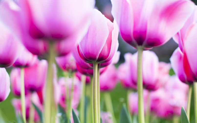 Những hình nền hoa tulip tím nhạt - Hình số 7