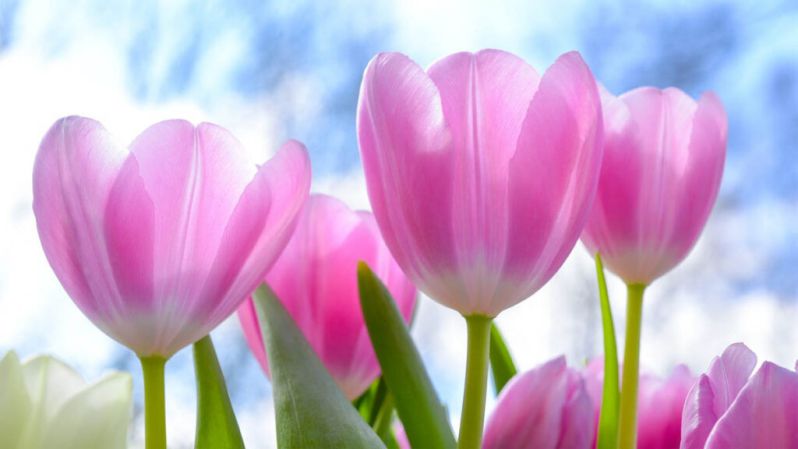 Những hình nền hoa tulip tím nhạt - Hình số 8
