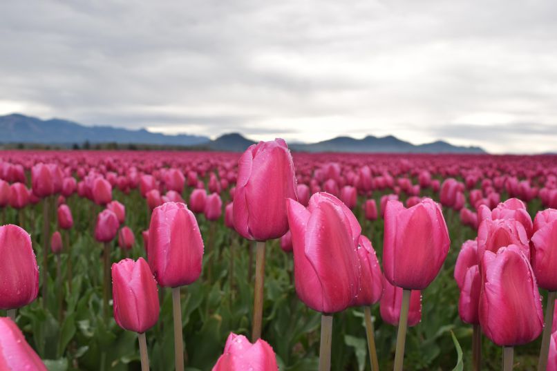 Những hình nền hoa tulip tím nhạt - Hình số 9