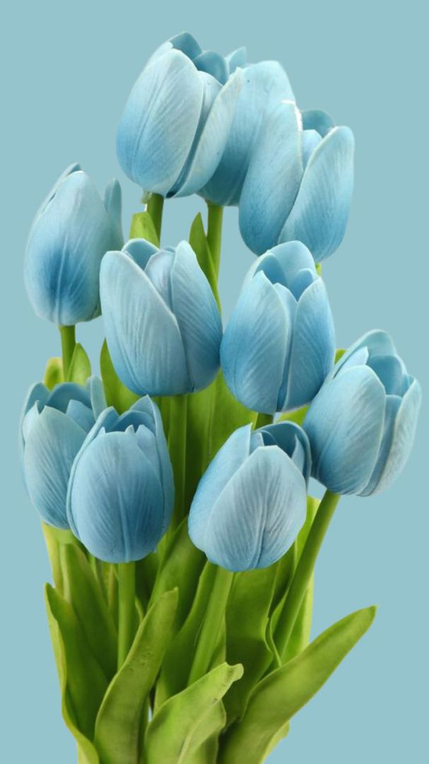 Những hình nền điện thoại hoa tulip màu xanh - Hình số 1