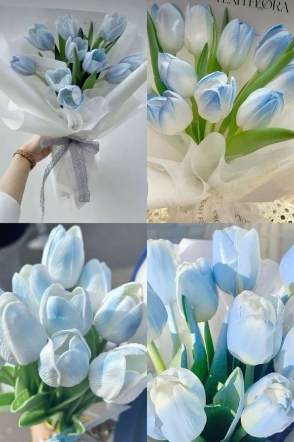 Những hình nền điện thoại hoa tulip màu xanh - Hình số 3
