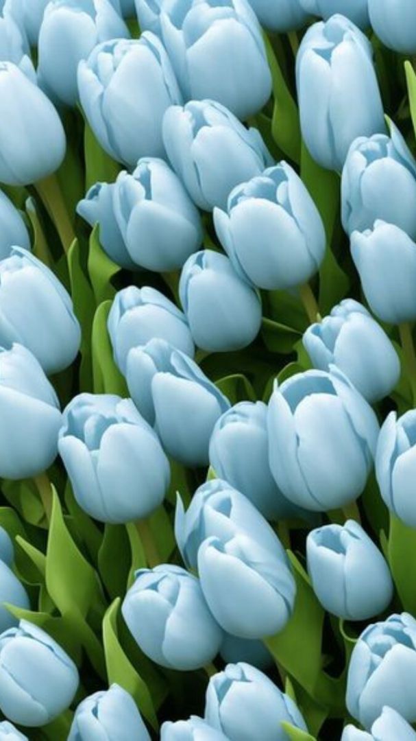 Những hình nền điện thoại hoa tulip màu xanh - Hình số 5