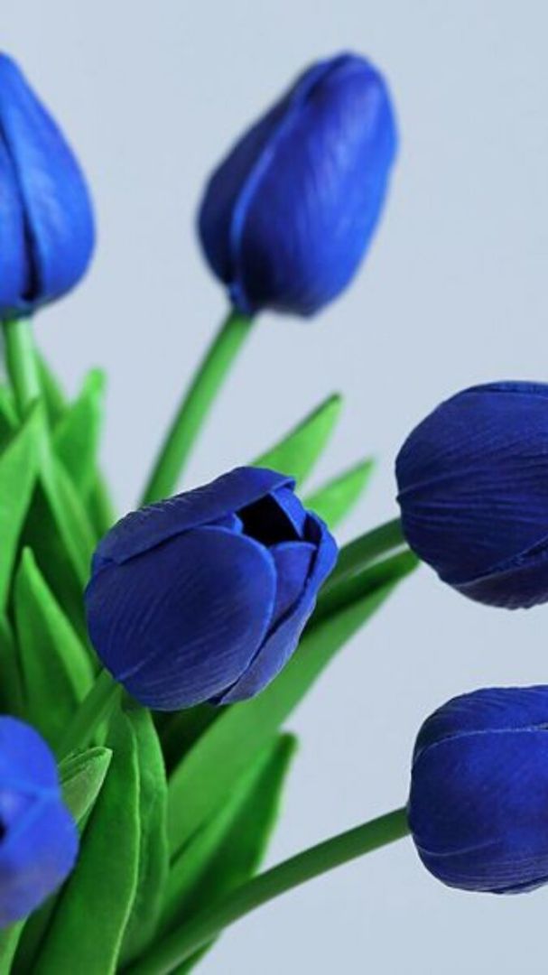 Những hình nền điện thoại hoa tulip màu xanh - Hình số 8
