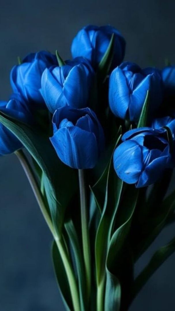 Những hình nền điện thoại hoa tulip màu xanh - Hình số 9