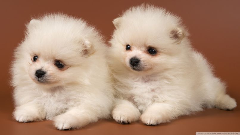 Những hình nền máy tính 4k 1920x1080 cute - Hình số 8