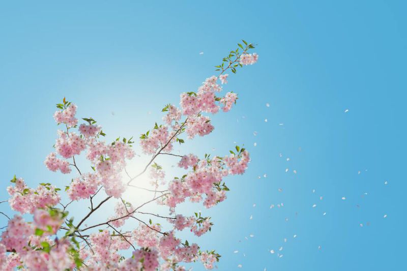 Những hình nền máy tính 4k 1920x1080 hoa - Hình số 4