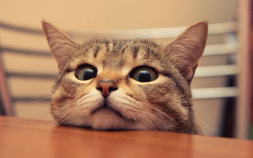 Những hình nền máy tính 4k cute mèo - Hình số 1
