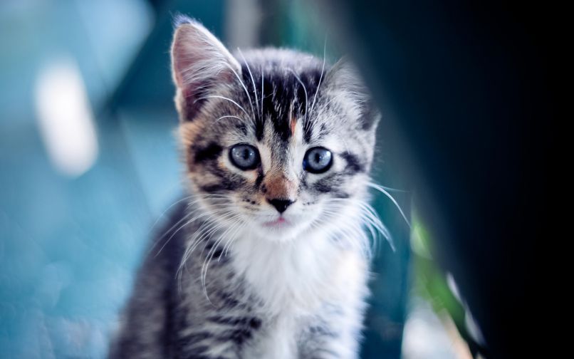 Những hình nền máy tính 4k cute mèo - Hình số 10
