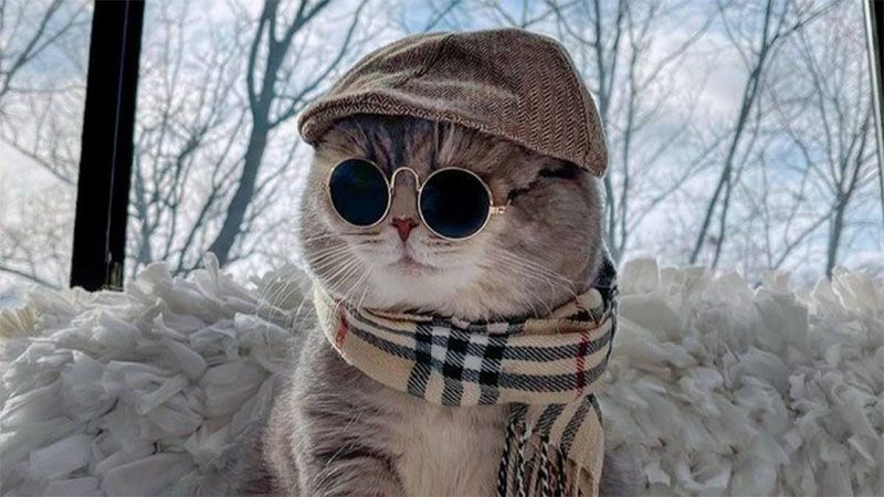 Những hình nền máy tính 4k cute mèo - Hình số 2