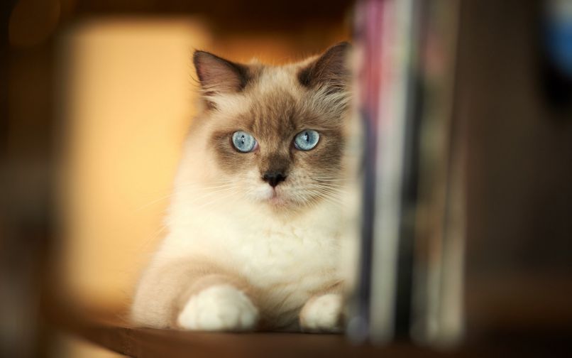 Những hình nền máy tính 4k cute mèo - Hình số 5
