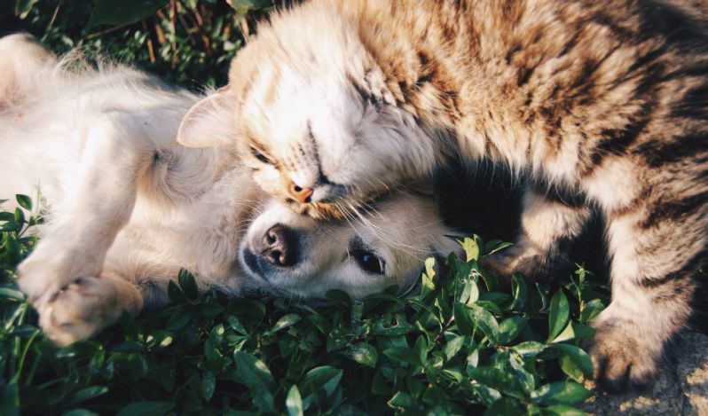 Những hình nền máy tính 4k cute mèo - Hình số 7