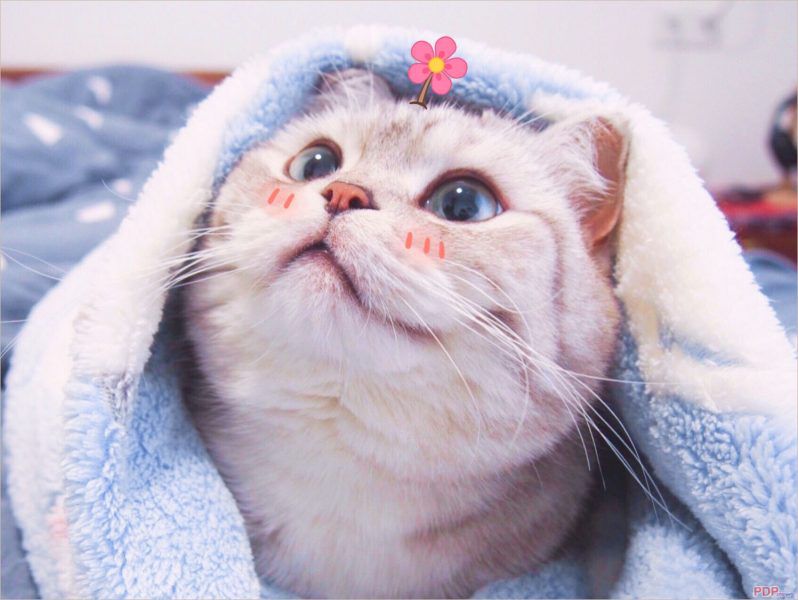 Những hình nền máy tính 4k cute mèo - Hình số 8