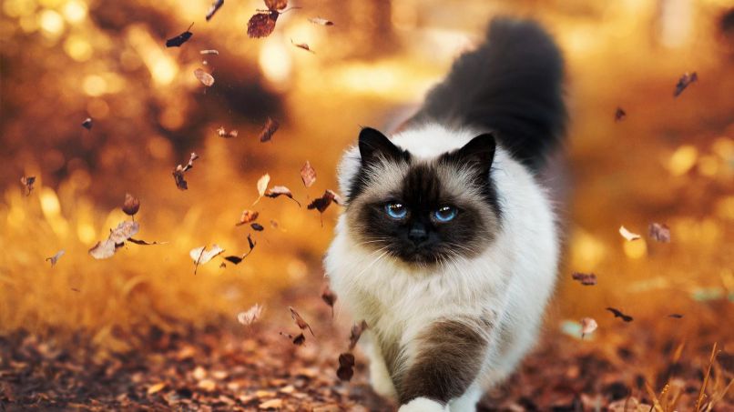 Những hình nền máy tính 4k cute mèo - Hình số 9
