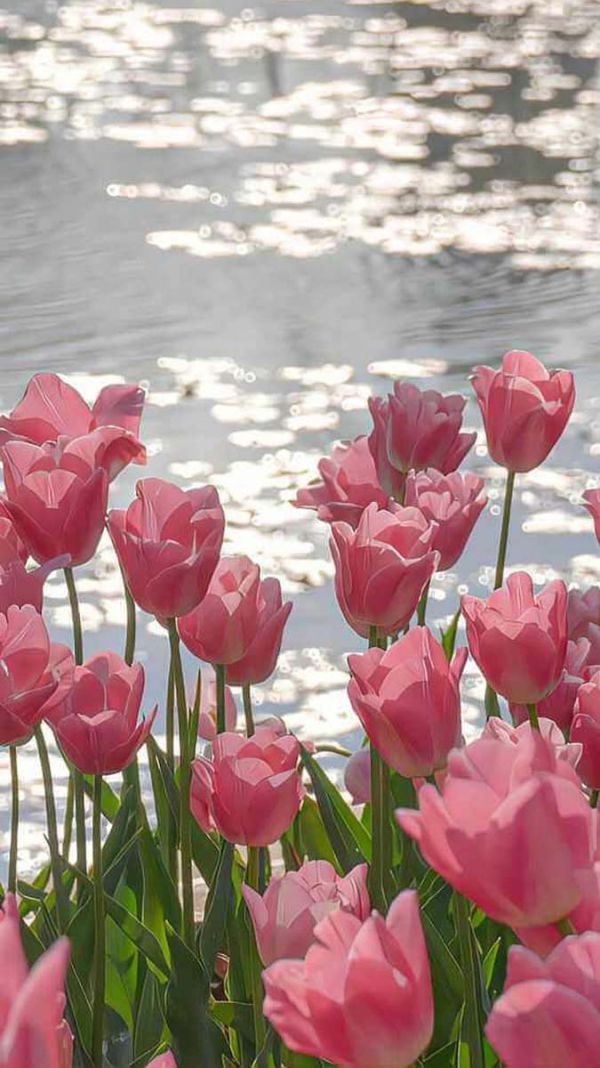 Những hình nền điện thoại hoa tulip màu hồng - Hình số 1