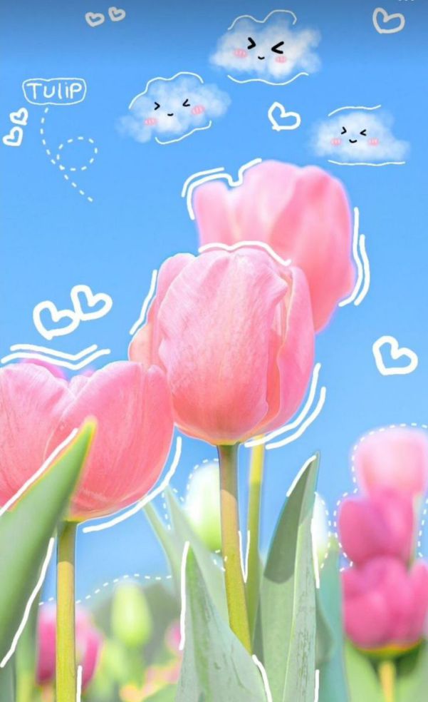 Những hình nền điện thoại hoa tulip màu hồng - Hình số 2
