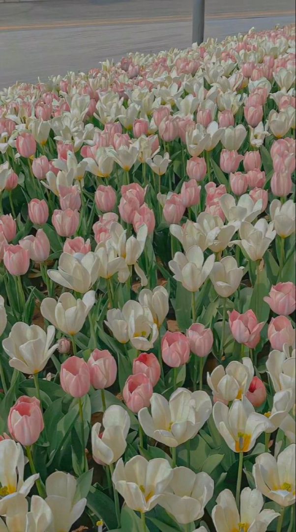 Những hình nền điện thoại hoa tulip màu hồng - Hình số 4