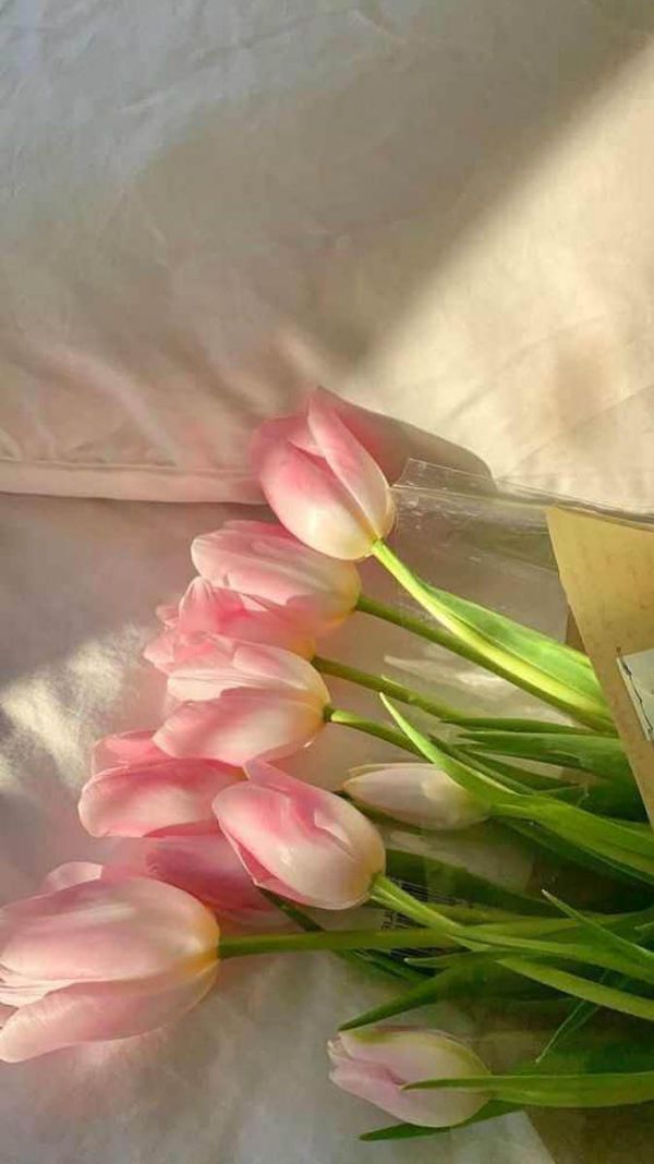 Những hình nền điện thoại hoa tulip màu hồng - Hình số 5