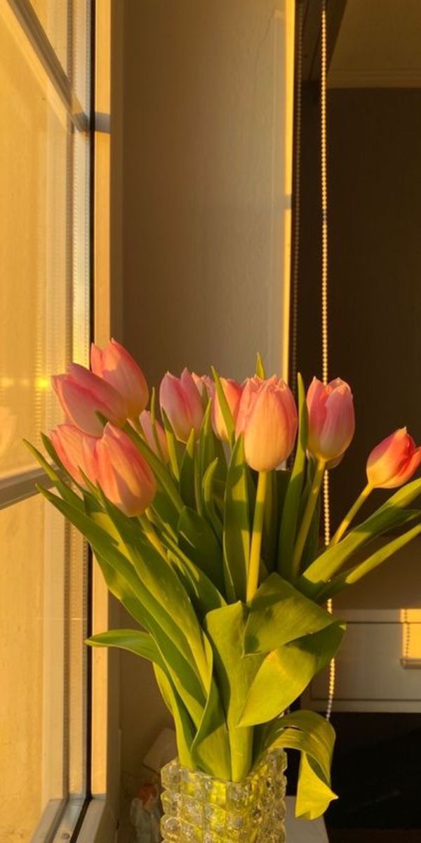 Những hình nền điện thoại hoa tulip màu hồng - Hình số 6