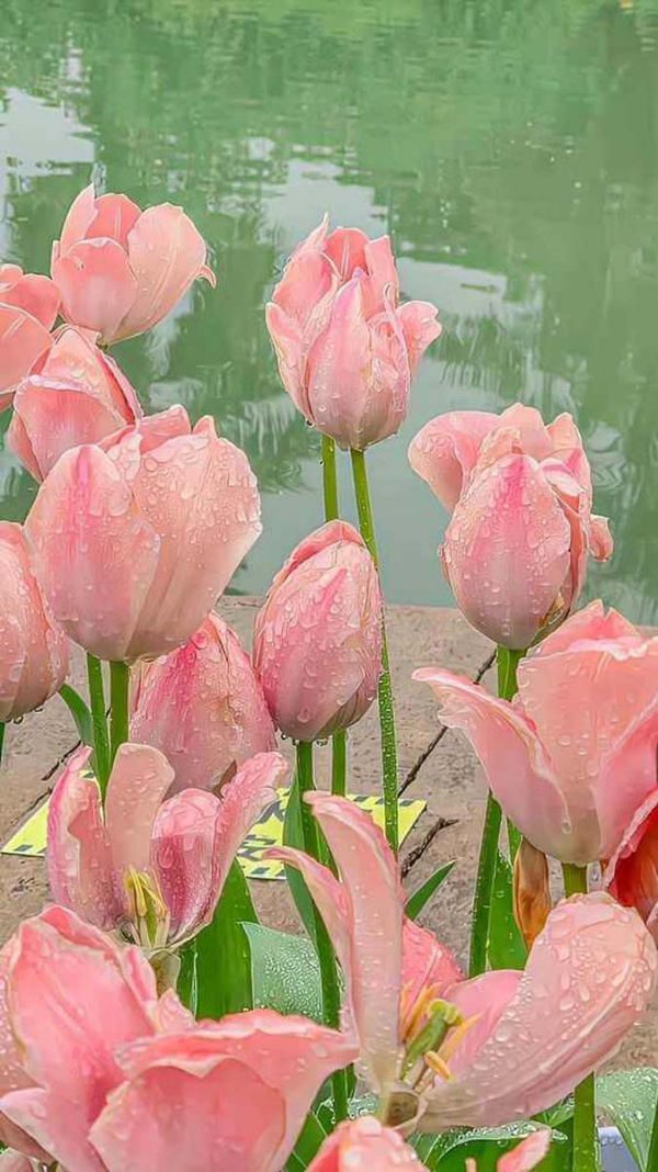 Những hình nền điện thoại hoa tulip màu hồng - Hình số 7