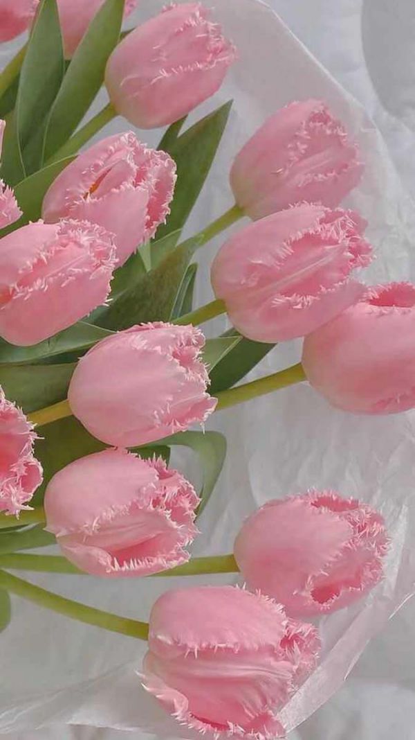 Những hình nền điện thoại hoa tulip màu hồng - Hình số 9