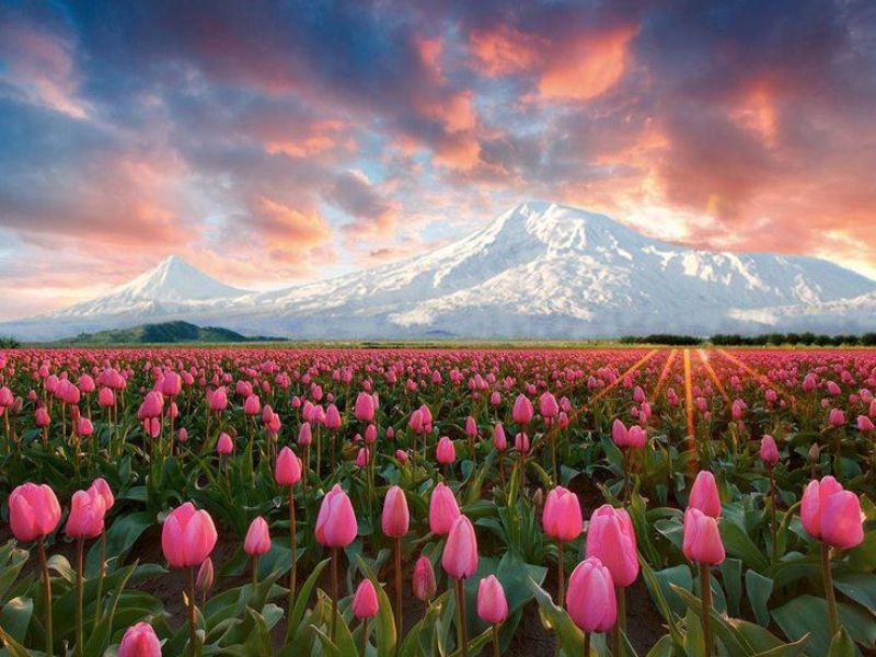 Những hình nền hoa tulip xinh - Hình số 10