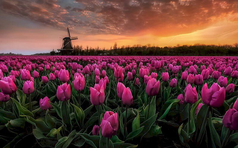 Những hình nền hoa tulip xinh - Hình số 2