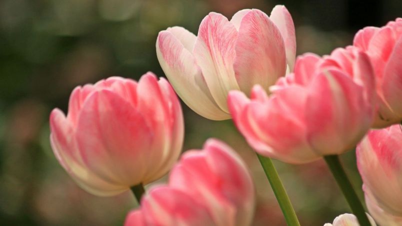 Những hình nền hoa tulip xinh - Hình số 3