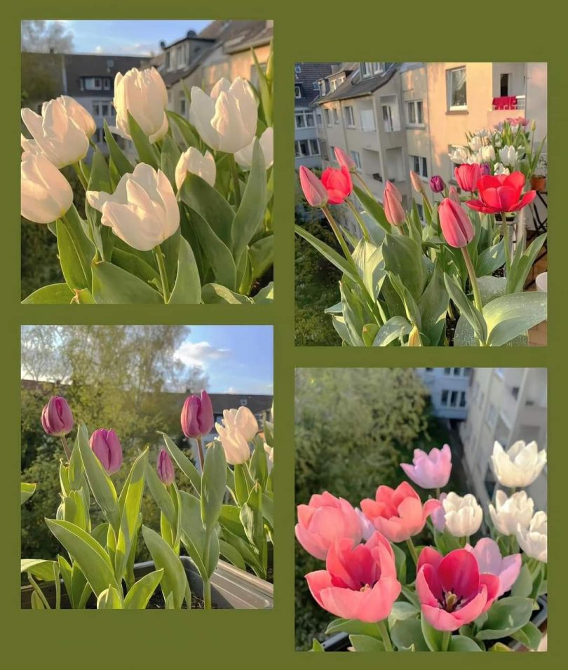 Những hình nền hoa tulip xinh - Hình số 5