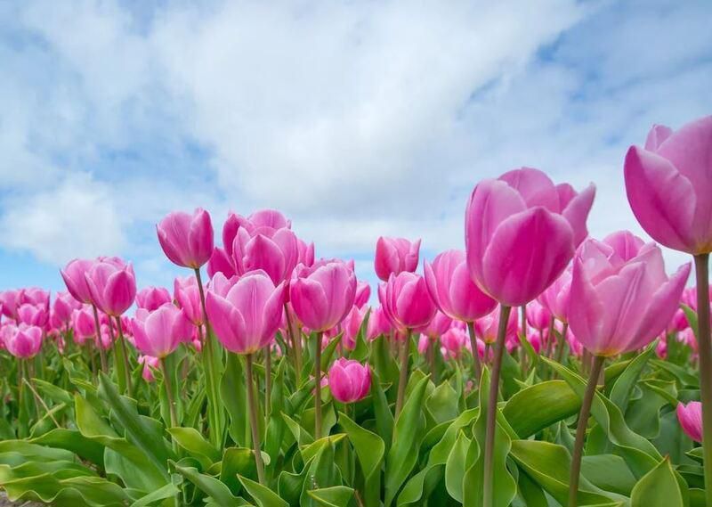 Những hình nền hoa tulip xinh - Hình số 7