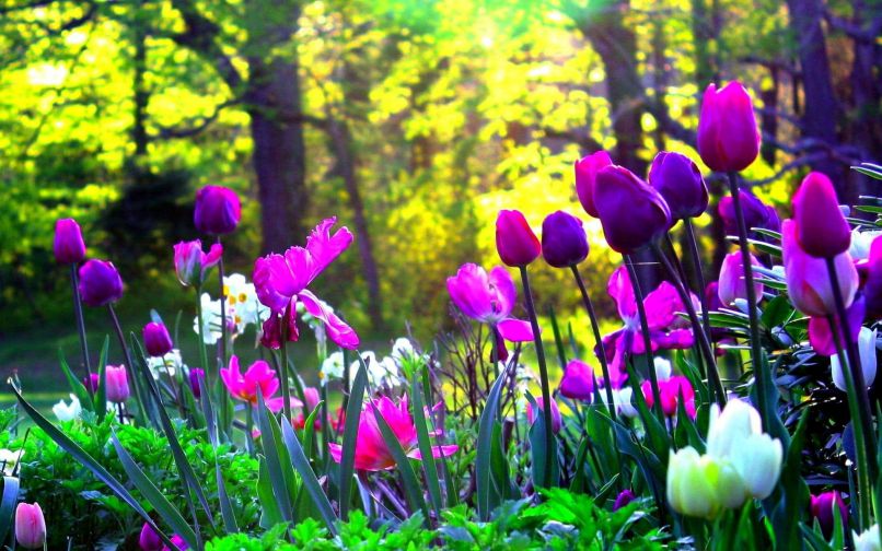 Những hình nền hoa tulip xinh - Hình số 9