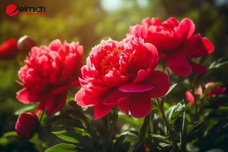 Những hình nền hoa mẫu đơn đỏ - Hình số 10