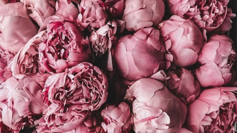 Những hình nền hoa mẫu đơn thu hút tình duyên - Hình số 2