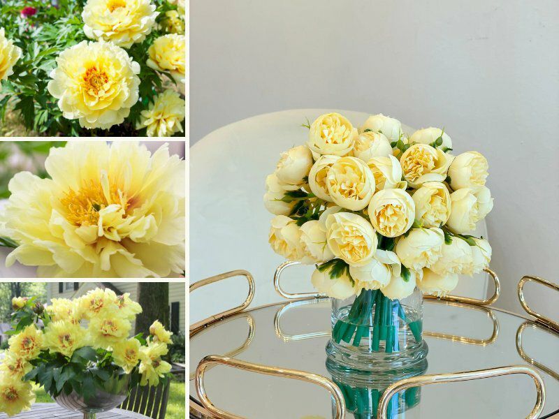 Những hình nền hoa mẫu đơn vàng - Hình số 8