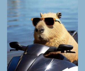 Những hình ảnh capybara vô tri meme - Hình số 1