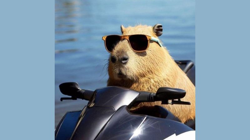 Những hình ảnh capybara vô tri meme - Hình số 1